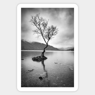 Lone Tree at Llyn Padarn Sticker